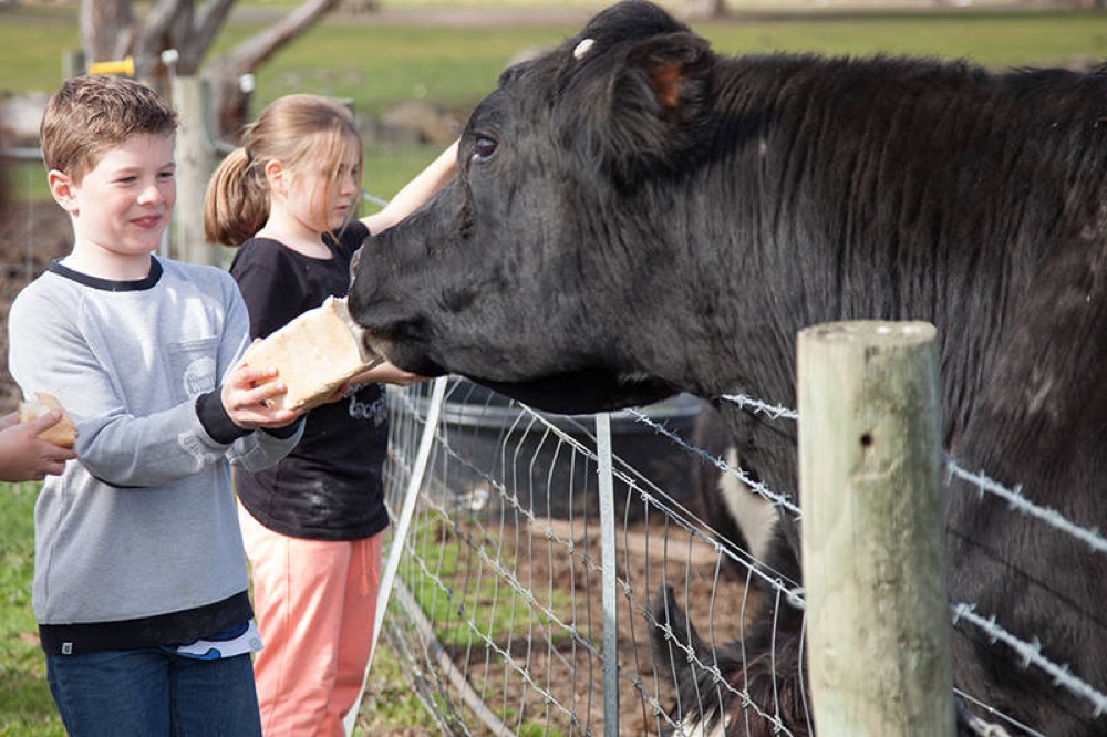 Animal Land Children's Farm — operator-published venue or brand image