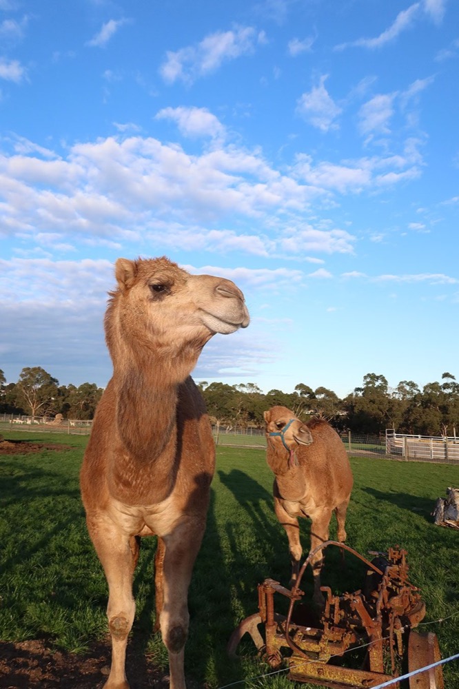 Camels at Chesterfield Farm in Scoresby